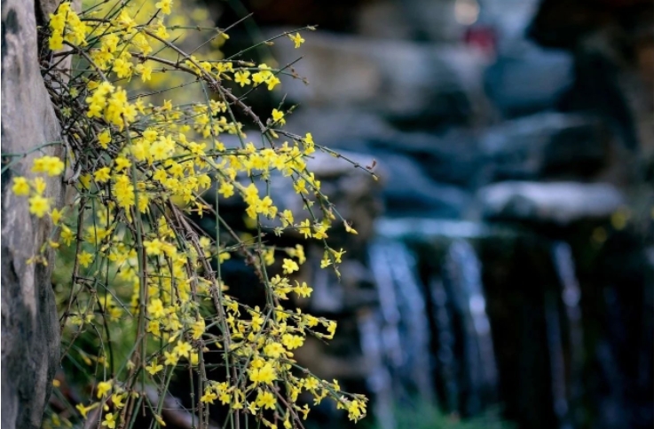 泉城街巷,墻角院前,迎春花遞來春的信箋