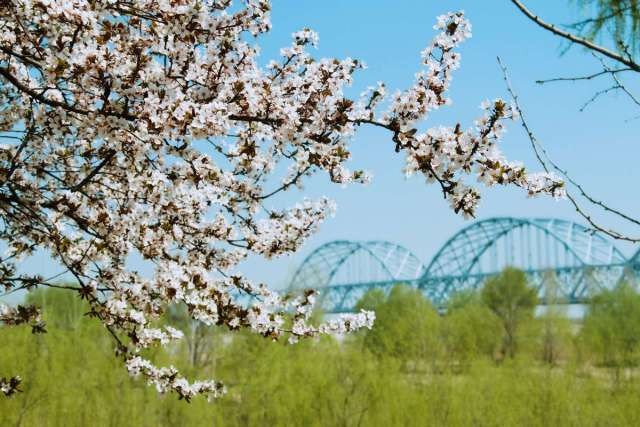 黃河奔涌處，一馬醉槐蔭，相約槐馬！來感受一場浪漫的詩意邂逅！