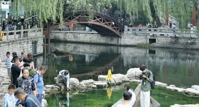 泉涌荷開正當時?，盛夏的濟南甚“荷”我意